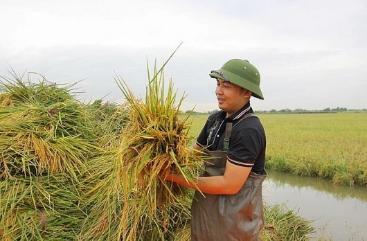 Giám đốc công ty hàng hải đi trồng lúa rươi, tham vọng tạo dựng thương hiệu gạo Việt