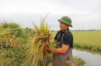 Giám đốc công ty hàng hải đi trồng lúa rươi, tham vọng tạo dựng thương hiệu gạo Việt