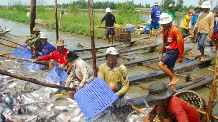 Cá tra Việt vẫn còn nhiều dư địa tại thị trường Anh