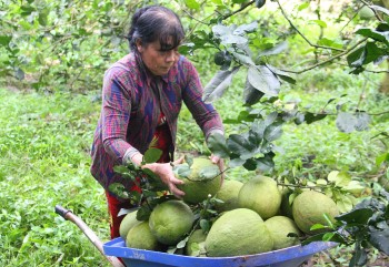 Bưởi vụ Tết bất ngờ chín sớm, nông dân Bà Rịa-Vũng Tàu lo trắng tay vì giá quá rẻ