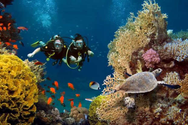 San hô ở biển Maldives tuyệt đẹp, không cần bơi xa quá 100m là có thể tận mắt ngắm các loài cá sặc sỡ giữa những nhánh san hô đủ màu