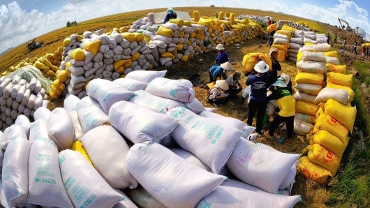 Sửa đổi nghị định về kinh doanh xuất khẩu gạo, đảm bảo an ninh lương thực
