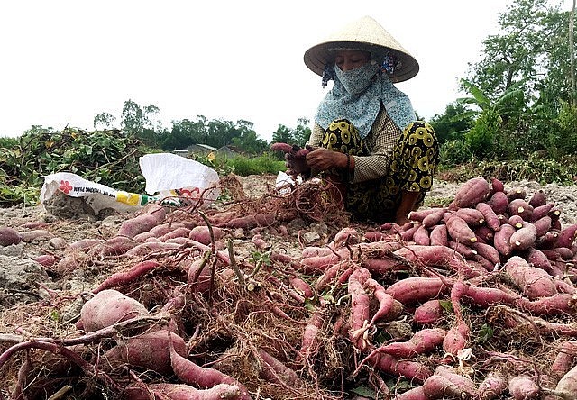 Khoai lang Việt Nam được xuất khẩu chính ngạch Trung Quốc sẽ tạo cơ hội lớn cho nông sản này.