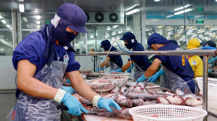Xuất khẩu cá tra sang Trung Quốc đột ngột lao dốc trong tháng 11