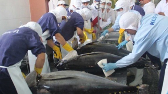 Xuất khẩu cá ngừ sang Tây Ban Nha tăng trưởng