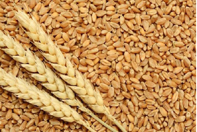 Nhập khẩu lúa mì từ thị trường Australia tăng mạnh trở lại