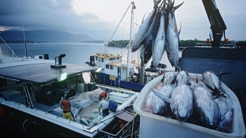 Xuất khẩu cá ngừ lần đầu tiên chạm mốc 1 tỷ USD