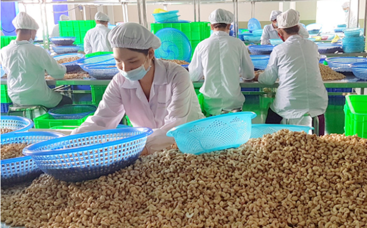 Kim ngạch xuất khẩu điều Việt Nam 2022 chỉ đạt con số 3,07 tỷ USD