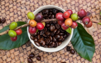 Giá nông sản hôm nay (12/1): Cà phê suy giảm chờ động lực, giá tiêu tiếp đà giảm sâu tìm cơ hội bứt phá
