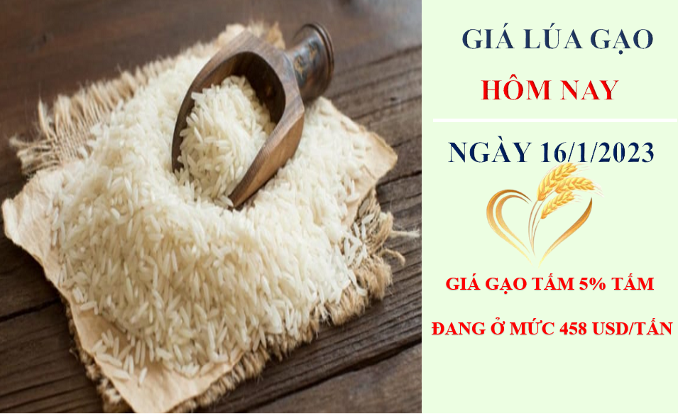 Giá lúa gạo hôm nay 16/1/2023: Giao dịch chậm lại do kỳ nghỉ Tết Nguyên đán đang tới gần