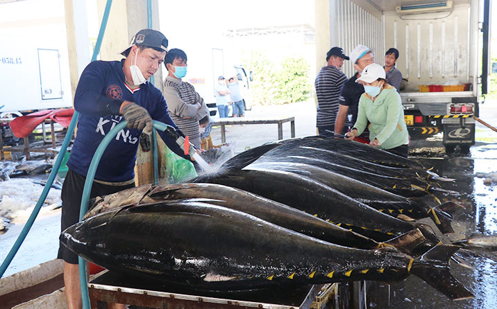năm 2022 xuất khẩu cá ngừ của Việt Nam đã cán đích 1 tỷ USD