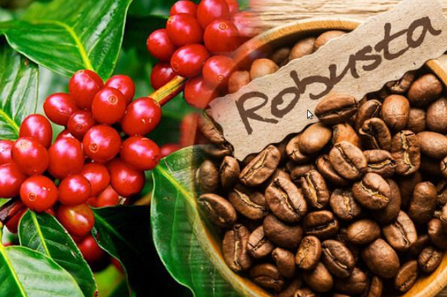 Xuất khẩu cà phê năm 2022 đạt trị giá gần 4,06 tỷ USD