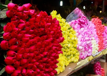 Người trẻ “săn” hoa hồng đỏ dịp  Valentine, thương lái đi gom từng vườn, người bán đếm tiền mỏi tay