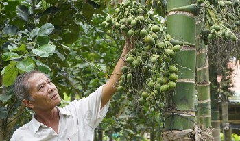 Giá cau tăng vọt nhà vườn lộ bí quyết không lo dội hàng, trồng đâu thắng đó