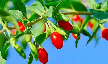 Cây dược liệu bất ngờ trở thành món rau cực chất, cực tốt và cực lạ ai cũng muốn trồng