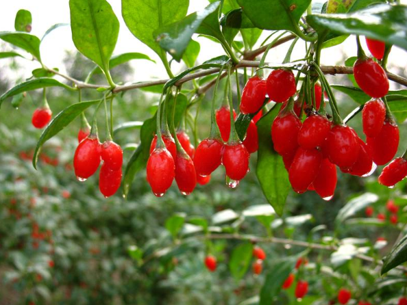 Loại quả “nhỏ nhưng có võ”, được mệnh danh là “thần dược” của quý ông, phái mạnh ở quốc gia này dùng nhiều