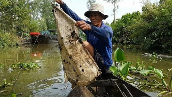 Thả bao xi măng xuống kênh dụ ốc, tưởng trò nghịch dại ai ngờ kiếm tiền triệu mỗi ngày