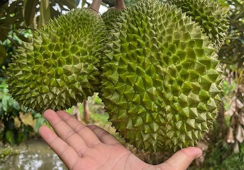 Musang King nội cao chót vót đắt hơn hàng nhập, chuyện lạ khi sầu riêng đang rớt giá