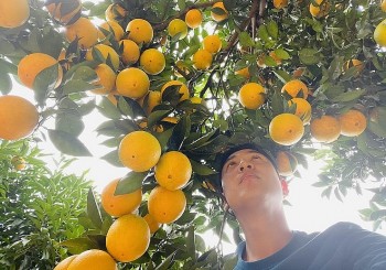 Trồng thành công loại cam ngon nhất thế giới, anh nông dân Mộc Châu kiếm tiền tỷ ngay tại vườn