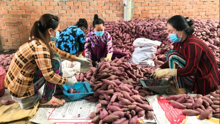 13 cơ sở đóng gói khoai lang đủ điều kiện xuất khẩu sang Trung Quốc