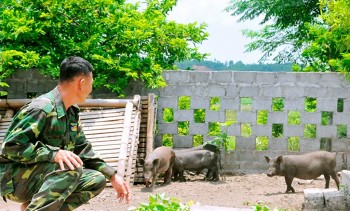 Nuôi lợn đen bản địa nông dân vùng cao không lo rớt giá, cứ lớn là xuất chuồng giá gấp đôi lợn trắng