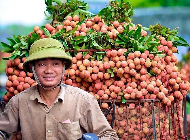 Niên vụ vải thiều 2025: Sản lượng cao, thị trường rộng mở
