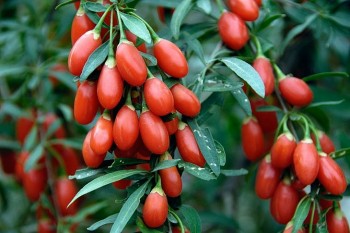 5 nhóm người không nên ăn kỷ tử
