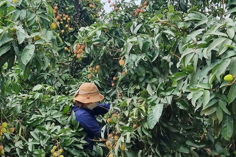Vải u trứng trắng Thanh Hà được đặt mua với giá 100.000 đồng/kg