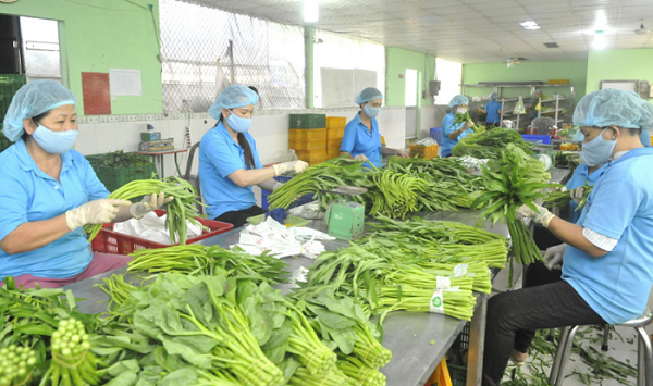 Xuất khẩu rau quả duy trì đà tăng trưởng ấn tượng