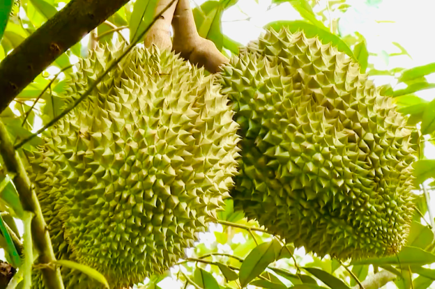 Sầu riêng Musang King giá rẻ chưa từng có