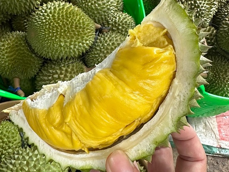 Sầu riêng Musang King được mệnh danh ngon nhất thế giới