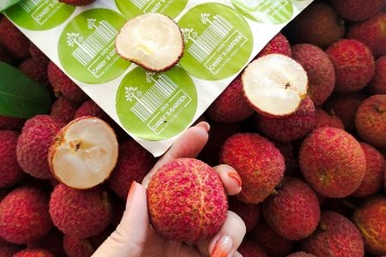 Xuất khẩu lô vải không hạt đầu tiên sang Nhật Bản và Vương quốc Anh