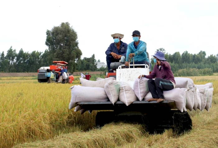 Tăng cường các giải pháp thúc đẩy sản xuất, xuất khẩu gạo