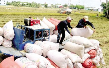 Thủ tướng chỉ thị đảm bảo an ninh lương thực, thúc đẩy sản xuất, xuất khẩu gạo bền vững