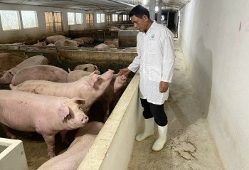 Bí quyết giảm chi phí thức ăn cho đàn lợn vẫn tạo sản phẩm thịt thơm ngon, giảm mùi hôi chuồng trại