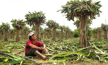 Trái cây tỷ đô giờ bán rẻ bèo ngoài chợ đã tới lúc tìm hướng đi mới cho thanh long?