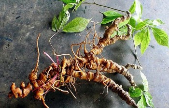 Một số phương pháp phân biệt sâm Ngọc Linh thật, giả