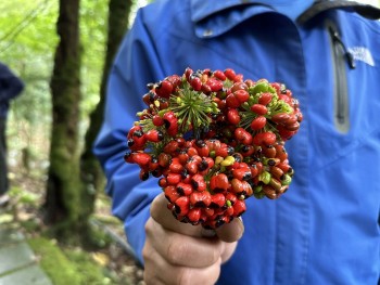 Chuyên gia “vạch trần” sự thật hạt sâm Ngọc Linh giá siêu rẻ 2,3 triệu đồng/kg