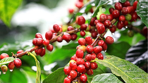 Giá nông sản hôm nay 20/9: Cà phê đồng loạt giảm, giá tiêu đi ngang giữ đỉnh 72.500 đồng/kg