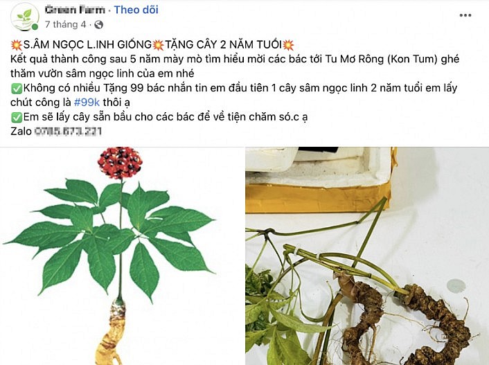 Sâm Ngọc Linh được bán với giá siêu rẻ trên chợ mạng