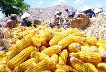 Việt Nam chi trên 1,71 tỷ USD nhập khẩu ngô