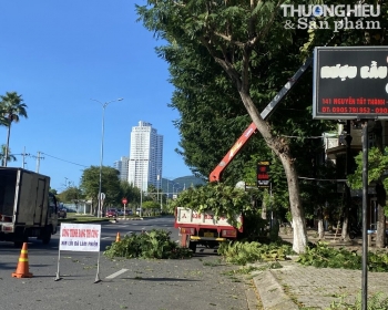 Đà Nẵng cắt tỉa cây xanh để phòng chống mưa bão