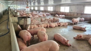 Giá heo hơi hôm nay 26/9: Giảm 1.000 đồng/kg tại một số địa phương