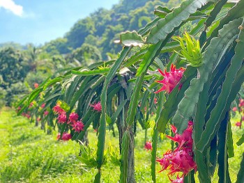 Lý do khiến thanh long Việt mất vị trí dẫn đầu