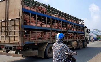 Giá heo hơi liên tục giảm, cách nào gỡ khó cho ngành chăn nuôi?