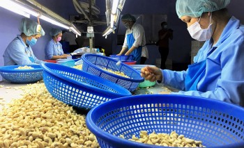Tin kinh tế - thị trường ngày 11/10: Giá gạo Việt xuất khẩu đứng đầu thế giới; Trang trại bán lợn hơi dưới 50.000 đồng/kg, người nuôi lỗ nặng