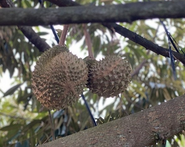 Sầu riêng Musang King trồng ở Việt Nam 