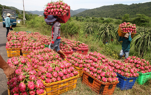 Xuất khẩu nông sản qua cửa khẩu Lào Cai tăng 378%