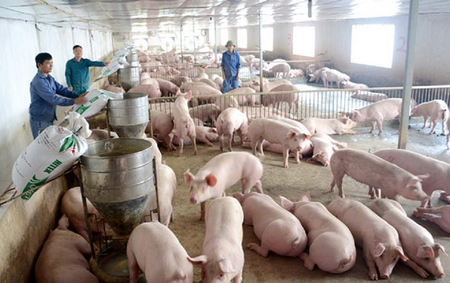 Giá heo hơi hôm nay 7/11: Biến động trái chiều tại một vài nơi