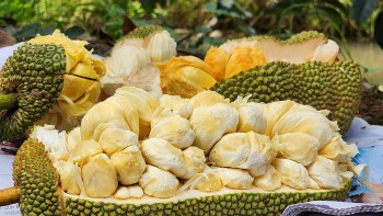 Mít tố nữ sầu riêng giá 90.000/kg vẫn đắt hàng, thanh long ruột đỏ rớt giá thê thảm